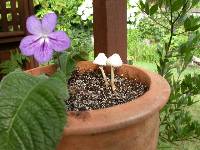 Leucocoprinus cepistipes image