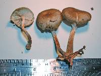 Armillaria novae-zelandiae image