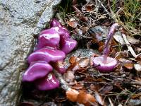 Cortinarius magellanicus image