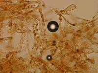 Aeruginospora furfuracea image