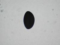 Daldinia novae-zelandiae image