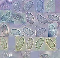 Tricholomopsis ornaticeps image