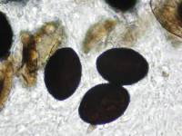 Daldinia novae-zelandiae image