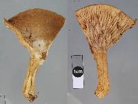 Lactarius clarkeae image