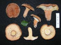 Lactarius clarkeae var. aurantioruber image