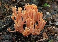 Ramaria samuelsii image