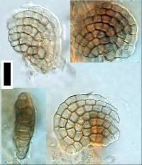 Image of Dictyosporium foliicola