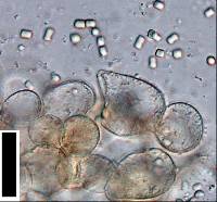 Cystoderma clastotrichum image