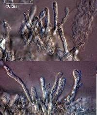 Macowanites rubroluteus image