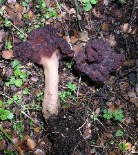 Gyromitra tasmanica image