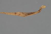 Pyrenophora teres image