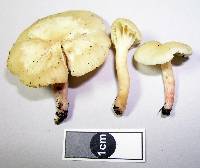 Hygrophorus salmonipes image