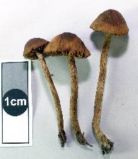 Crucispora naucorioides image