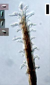 Phaeoisaria clematidis image