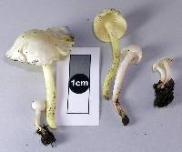 Hygrophorus involutus image