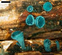 Chlorociboria argentinensis image