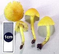 Hygrocybe julietae image