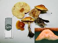 Cystoderma clastotrichum image