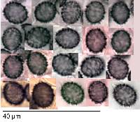 Macowanites rubroluteus image