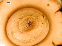 Geastrum australe image