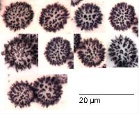 Macowanites rubroluteus image