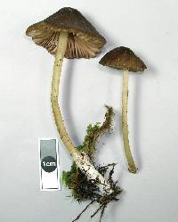 Entoloma procerum image