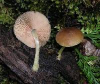 Pluteus pauperculus image