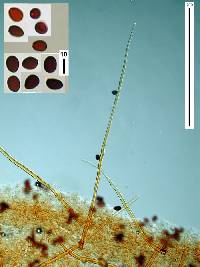 Parasola auricoma image