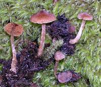 Cortinarius amblyonis image