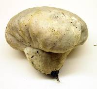 Calvatia candida image