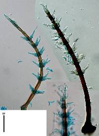 Image of Selenosporella verticillata