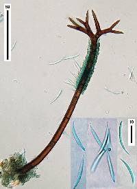 Cryptophiale udagawae image
