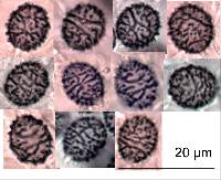 Macowanites rubroluteus image