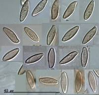 Fistulinella viscida image