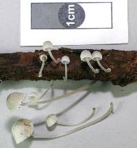 Mycena subdebilis image