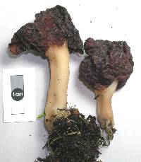 Gyromitra tasmanica image