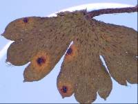 Image of Pseudopeziza geranii