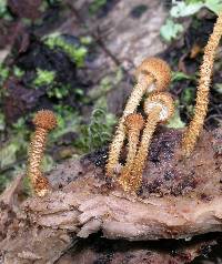 Phaeomarasmius ciliatus image