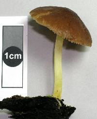 Pluteus pauperculus image