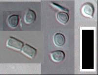 Cystoderma clastotrichum image