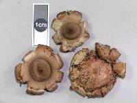 Geastrum australe image