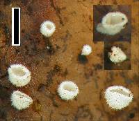 Flagelloscypha pseudopanax image