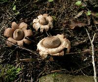 Geastrum australe image