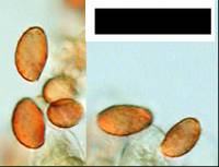 Cortinarius waiporianus image