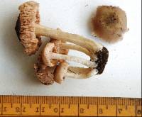 Entoloma sericeum image