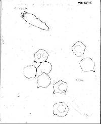 Entoloma convexum image