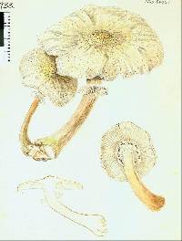 Armillaria limonea image