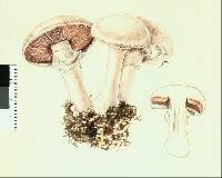 Agaricus bisporus image