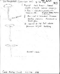 Entoloma crinitum image