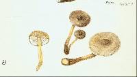 Armillaria novae-zelandiae image